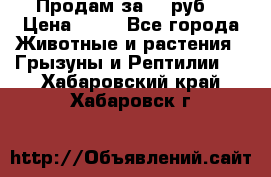 Продам за 50 руб. › Цена ­ 50 - Все города Животные и растения » Грызуны и Рептилии   . Хабаровский край,Хабаровск г.